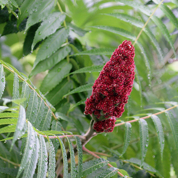 Red staghorn sumac fruit on a branch with green leaves