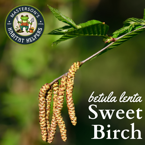 Sweet Birch