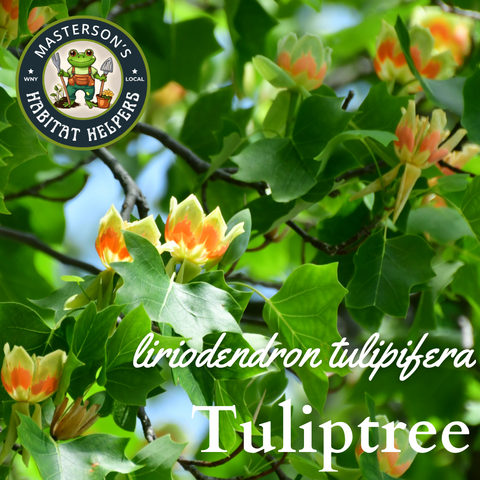 Tulip Tree