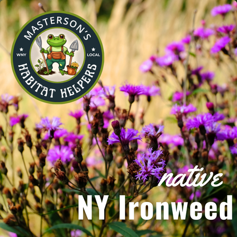 New York Ironweed 2gal