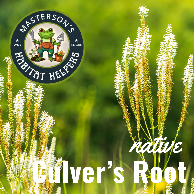 Culver's Root 1 gal