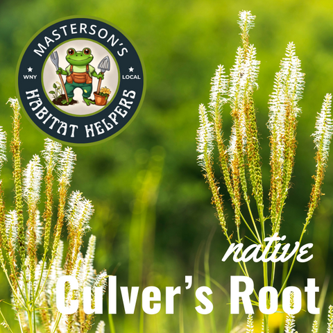 Culver's Root 1 gal