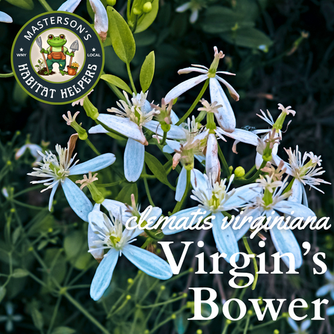 Virgin's Bower Clematis