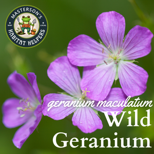Wild Geranium