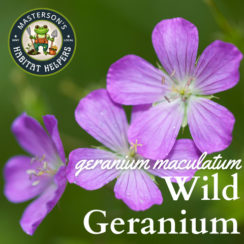 Wild Geranium