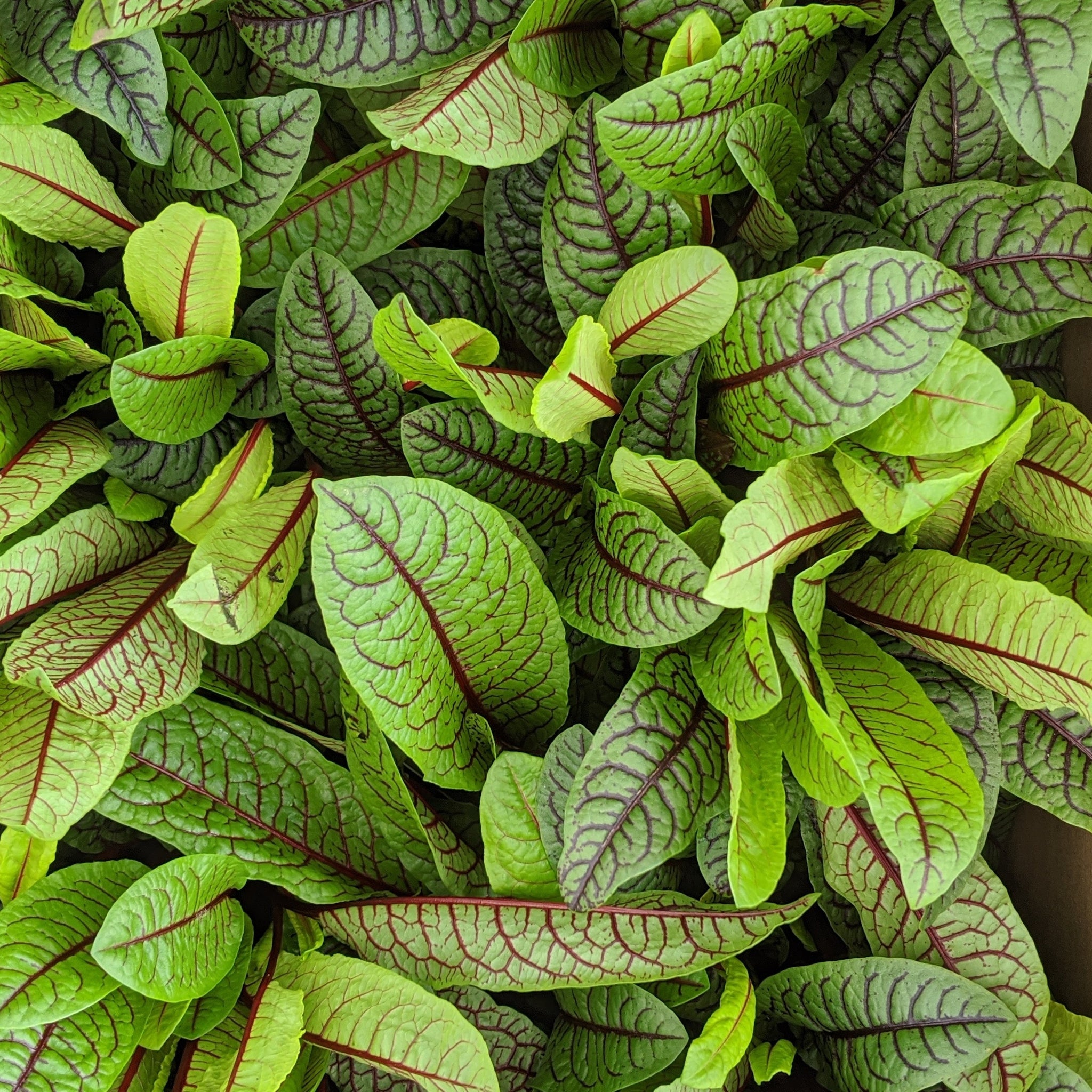 Rumex Bloody Dock