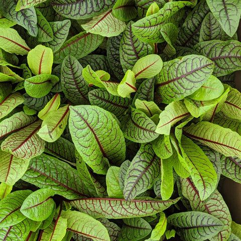 Rumex Bloody Dock