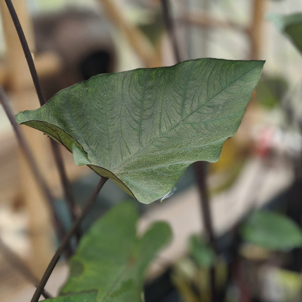 Taro 'Tea Cup'