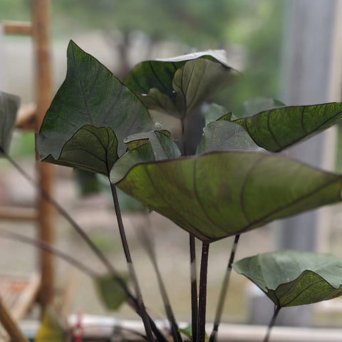 Taro 'Tea Cup'