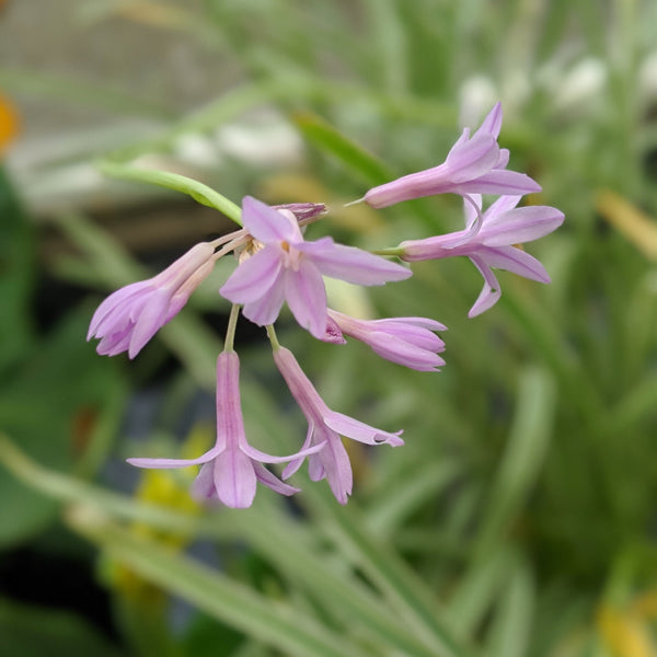 Society Garlic Variegated