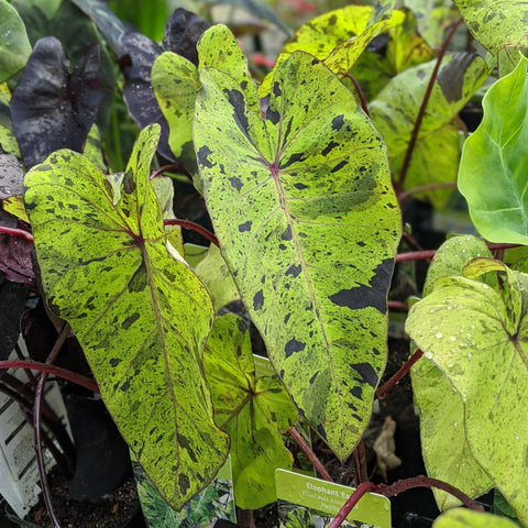 Taro 'Mojito'