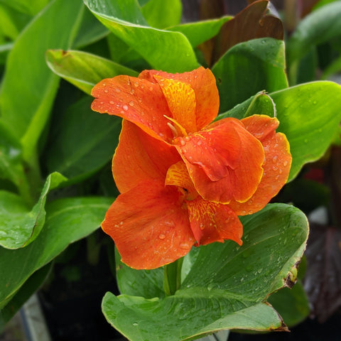 Canna Happy Cleo