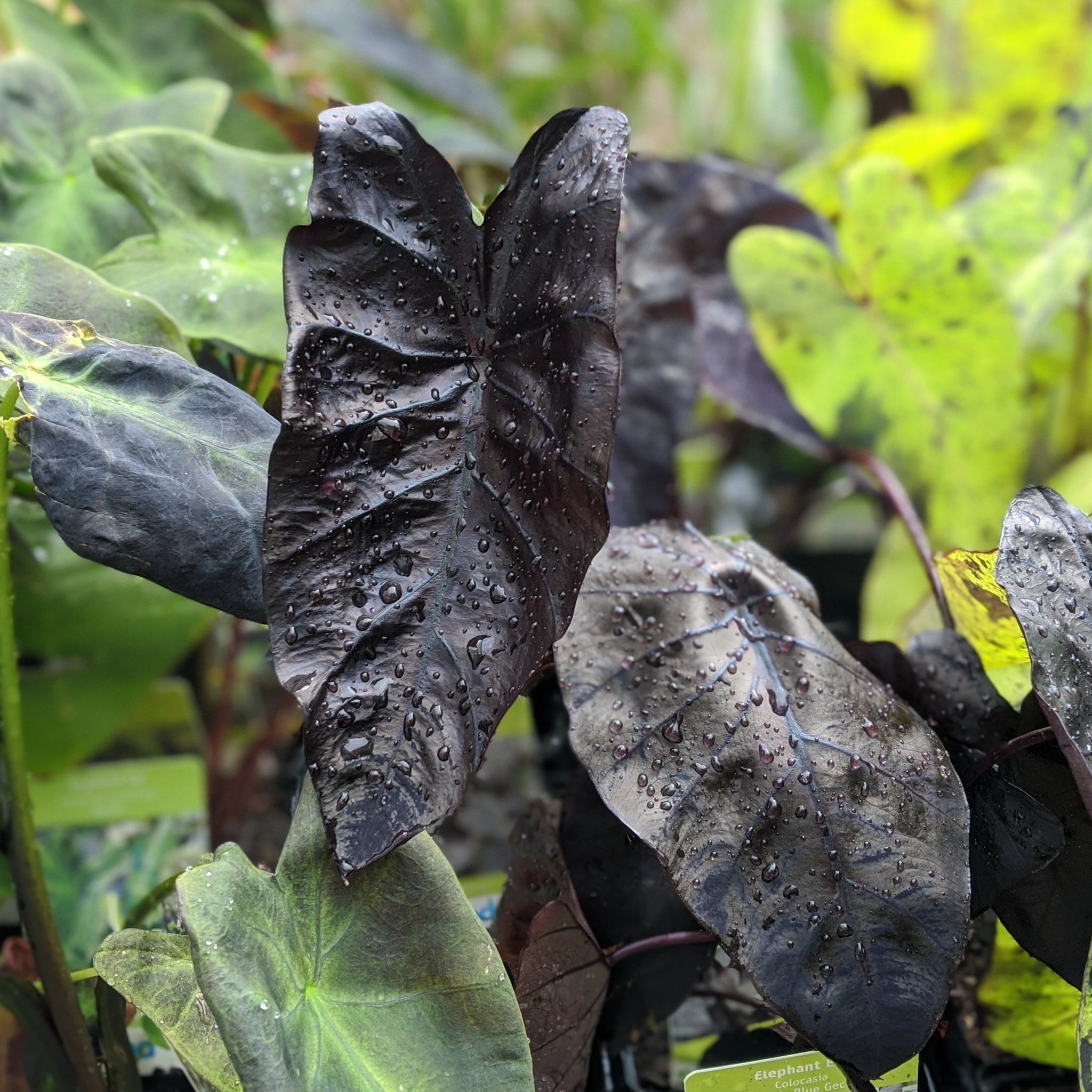 Taro Blue Gecko Elephant Ear
