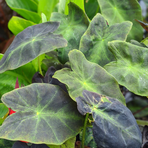 Taro 'Imperial'