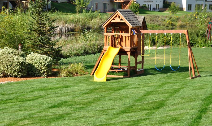 Grass Seed Summer Green