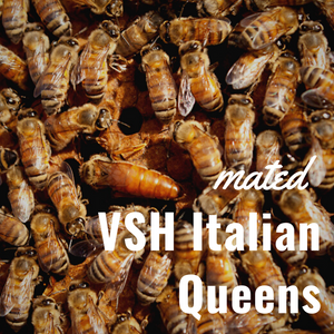 Queen Bee Italian VSH