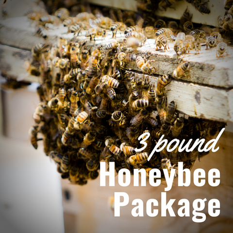 Honeybee Package w/Queen