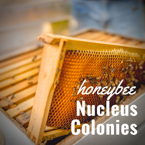 2024 Honeybee Nucleus Colony