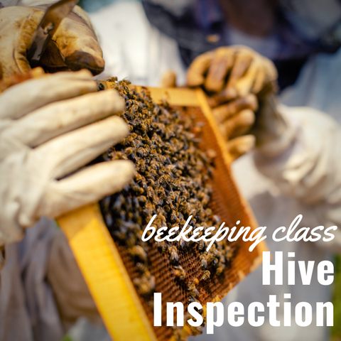 Hands-On Hive Inspection Class JUNE