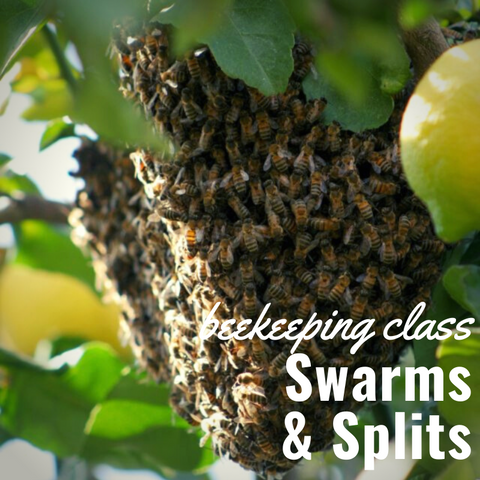 Beekeeping Class - Swarms & Splits