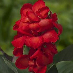 Canna Happy Carmen