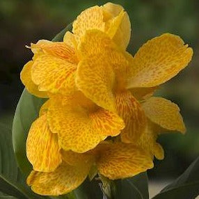 Canna Happy Emily