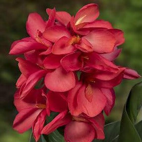 Canna Happy Isabel