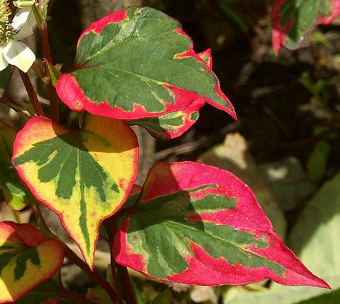 Chameleon Plant
