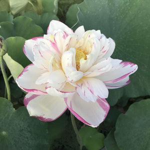 Lotus 'Dasajin'