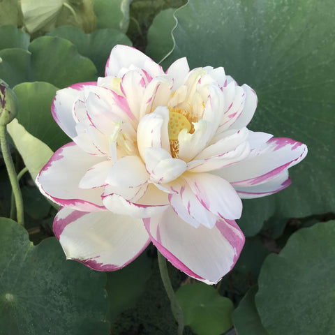 Lotus 'Dasajin'