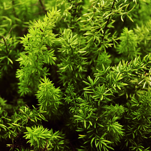 Hornwort Oxygenator (bunch)