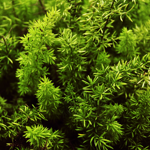 Hornwort Oxygenator (bunch)