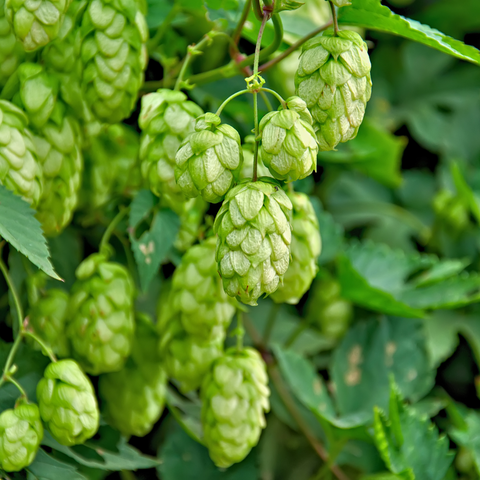 Hops Rhizomes