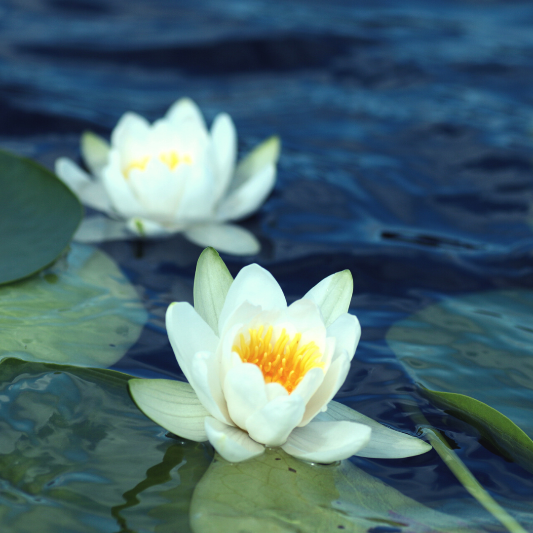 white water lily
