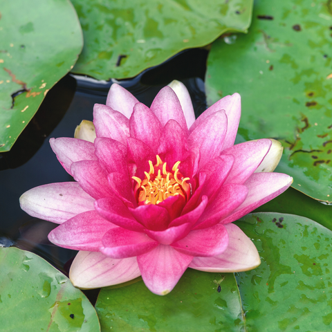 Hardy Water Lily Attraction Red