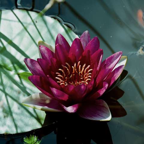 Hardy Water Lily Almost Black