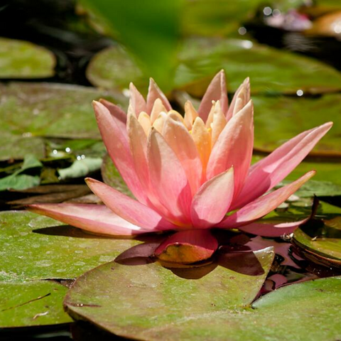 Hardy Water Lily Colorado
