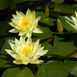 Hardy Water Lily Joey Tomocik