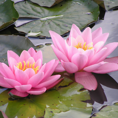 Hardy Water Lily Madame Wilfron Guinnere