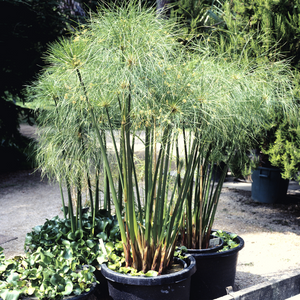 Dwarf Egyptian Papyrus