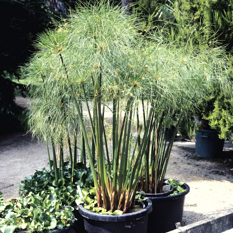 Dwarf Egyptian Papyrus