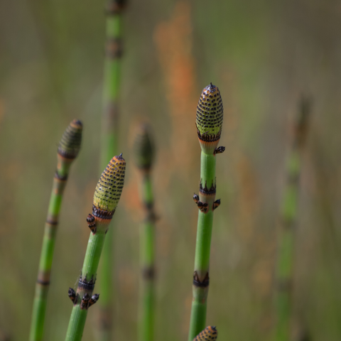 Horsetail Rush