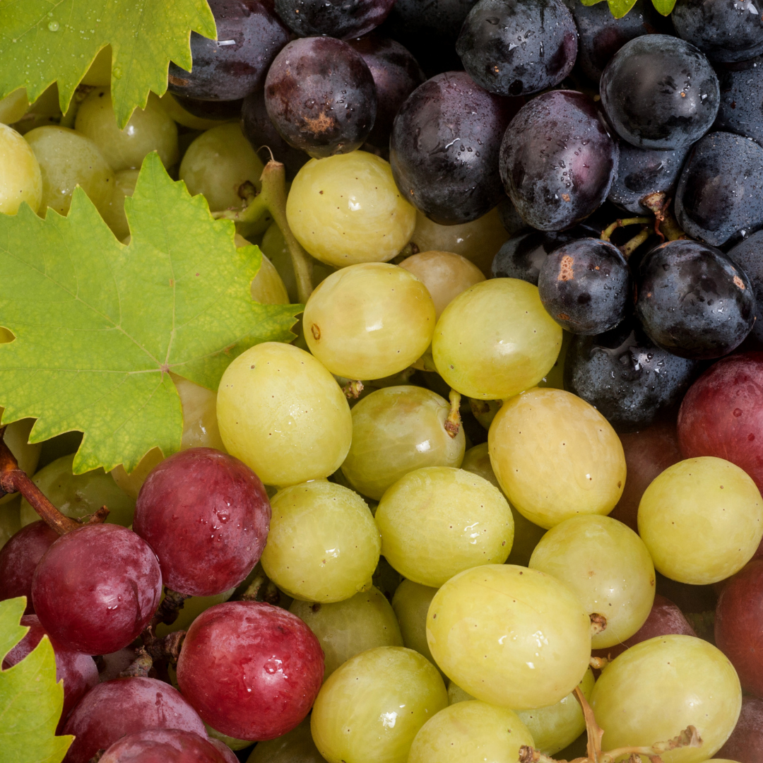 Bare Root Seedless Grape Vines