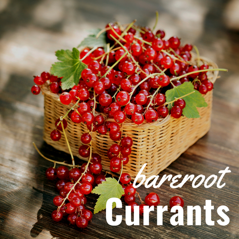 Bare Root Currants