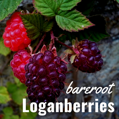 Bare Root Loganberries