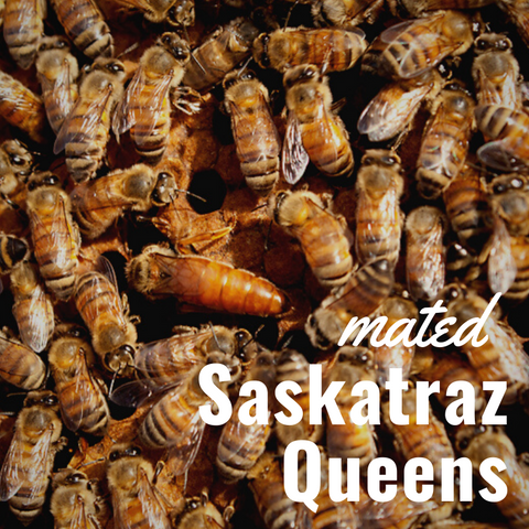 Queen Bee Saskatraz Hybrid