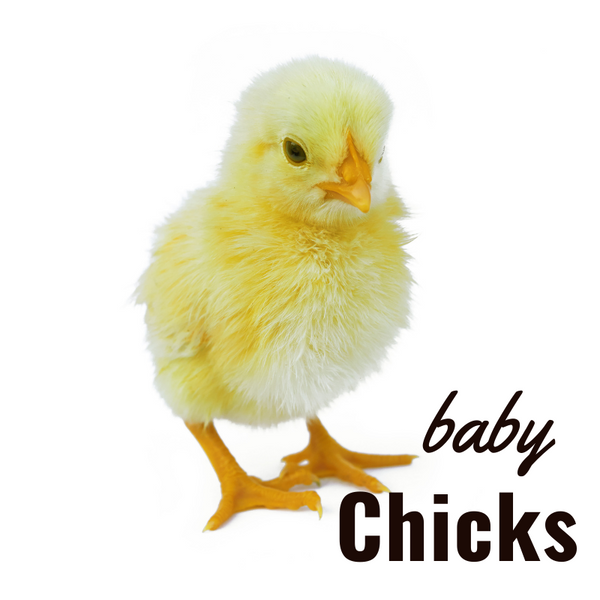 Baby Chicks PRE-ORDER