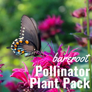 Pollinator Plant Pack