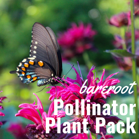 Pollinator Plant Pack