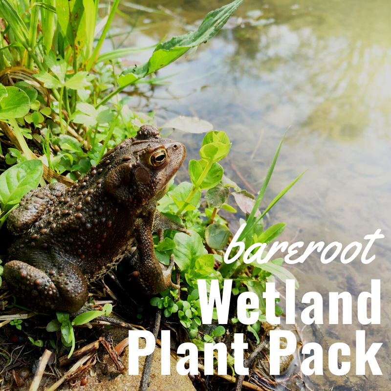 Wetland Plant Pack